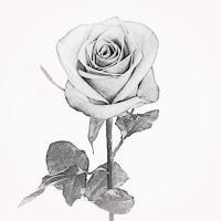 Rose 1